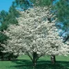 White Flowering Dogwood Tree Rooted Plant - 1 Count Outdoor Tree - Image 1