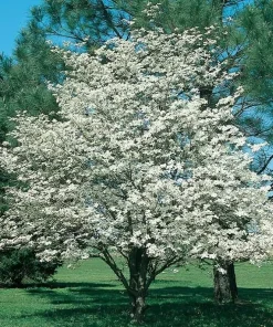 White Flowering Dogwood Tree Rooted Plant - 1 Count Outdoor Tree - Image 1