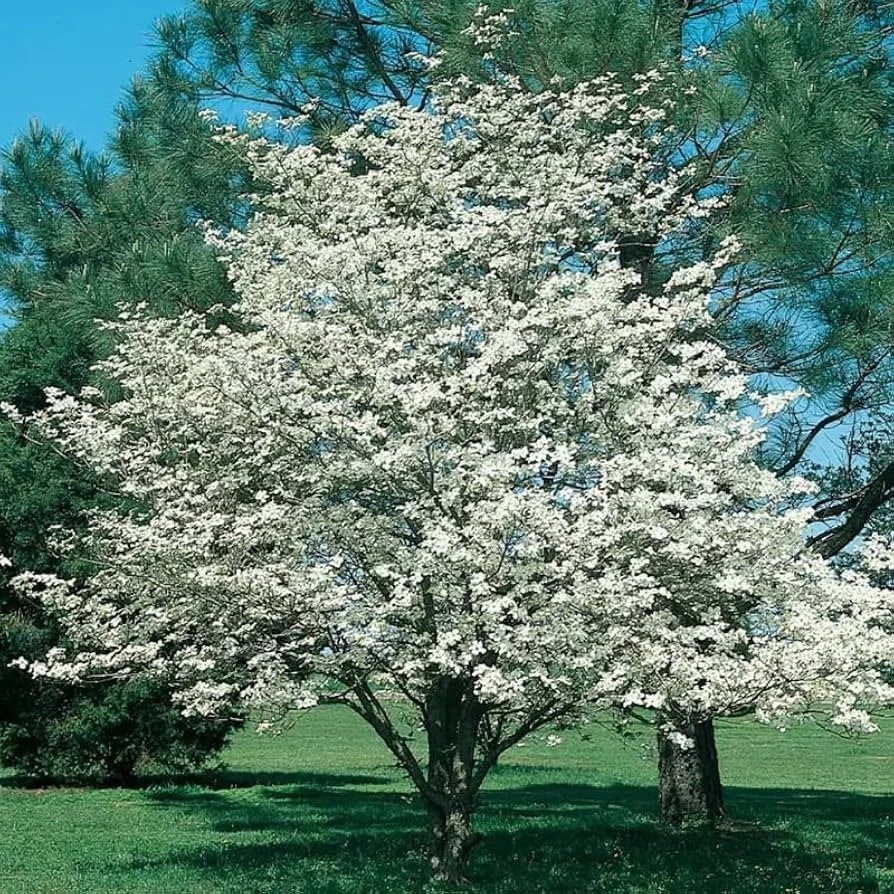 White Flowering Dogwood Tree Rooted Plant - 1 Count Outdoor Tree - Image 1