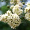 White Flowering Henna Tree Seeds - 40 Count Lawsonia Inermis var. Alba Dye Plant - Image 1