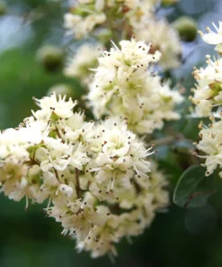 White Flowering Henna Tree Seeds - 40 Count Lawsonia Inermis var. Alba Dye Plant - Image 1