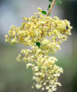 White Flowering Henna Tree Seeds - 40 Count Lawsonia Inermis var. Alba Dye Plant - Image 6