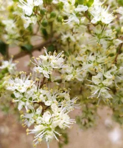 White Flowering Henna Tree Seeds - 40 Count Lawsonia Inermis var. Alba Dye Plant - Image 9