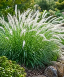White Fountain Grass Live Plant 4-6 Inch Tall, Pennisetum Ornamental Grass for Landscaping - Image 2