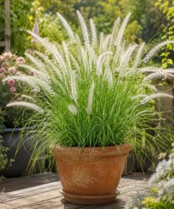 White Fountain Grass Live Plant 4-6 Inch Tall, Pennisetum Ornamental Grass for Landscaping - Image 3