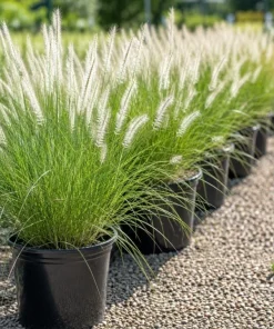 White Fountain Grass Live Plant 4-6 Inch Tall, Pennisetum Ornamental Grass for Landscaping - Image 4
