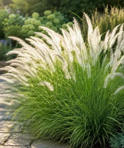White Fountain Grass Live Plant 4-6 Inch Tall, Pennisetum Ornamental Grass for Landscaping - Image 6