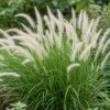 White Fountain Grass Live Plant 4-6 Inch Tall, Pennisetum Ornamental Grass for Landscaping - Image 1