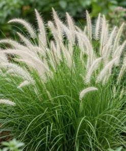 White Fountain Grass Live Plant 4-6 Inch Tall, Pennisetum Ornamental Grass for Landscaping - Image 1
