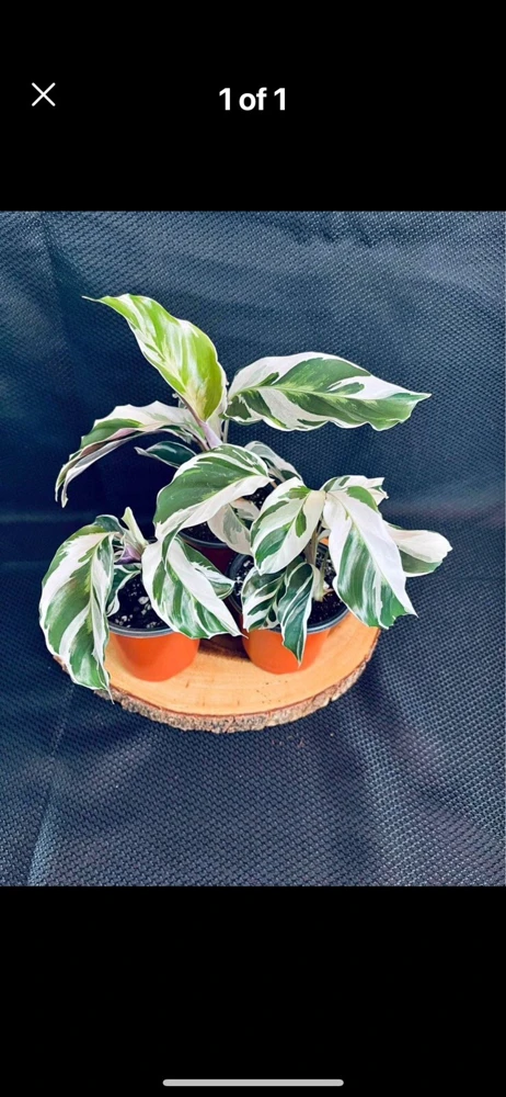 White Fusion Calathea Live Plant - Indoor Houseplant - White Variegated - Image 1