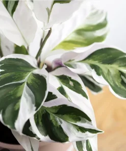 White Fusion Calathea Live Plant – Rare Indoor Prayer Plant – Unique Foliage - Image 2