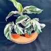 White Fusion Calathea Live Plant – Rare Prayer Plant – Tropical Indoor Houseplant - Image 1