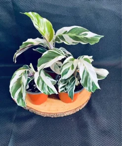 White Fusion Calathea Live Plant – Rare Prayer Plant – Tropical Indoor Houseplant - Image 1