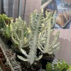 White Ghost Cactus Live Plant – Euphorbia lactea 'White Ghost' Succulent - Image 1
