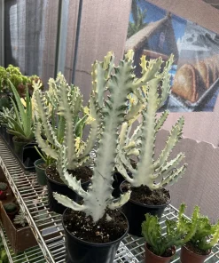 White Ghost Cactus Live Plant – Euphorbia lactea 'White Ghost' Succulent - Image 1