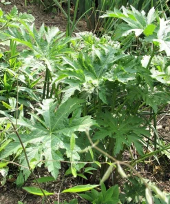 White Glade Mallow Seeds – Napaea Dioica Flower Seeds – 200 Count – Outdoor - Image 3