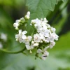 White Glade Mallow Seeds – Napaea Dioica Flower Seeds – 200 Count – Outdoor - Image 1