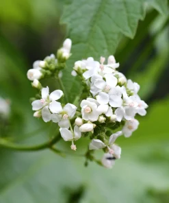 White Glade Mallow Seeds – Napaea Dioica Flower Seeds – 200 Count – Outdoor - Image 1