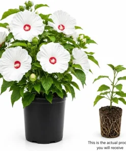 White Hibiscus Live Plant for Planting - Tropical Flowering Shrub, 4-6 Inch Tall - Image 2