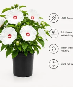 White Hibiscus Live Plant for Planting - Tropical Flowering Shrub, 4-6 Inch Tall - Image 4