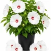 White Hibiscus Live Plant for Planting - Tropical Flowering Shrub, 4-6 Inch Tall - Image 1