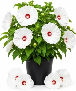 White Hibiscus Live Plant for Planting - Tropical Flowering Shrub, 4-6 Inch Tall - Image 1