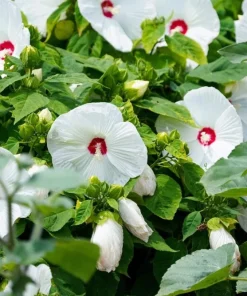 White Hibiscus Live Plant - Hardy Tropical Shrub, 4-8 Inch Tall - Image 4