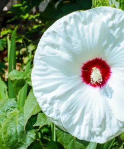 White Hibiscus Live Plant - Hardy Tropical Shrub, 4-8 Inch Tall - Image 6