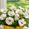 White Hibiscus Live Plant - Hardy Tropical Shrub, 4-8 Inch Tall - Image 1