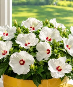 White Hibiscus Live Plant - Hardy Tropical Shrub, 4-8 Inch Tall - Image 1