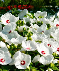 White Hibiscus Live Plant Set (2), Hardy Tropical Shrub, 4-8 Inch Tall - Image 5