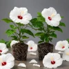 White Hibiscus Live Plant Set (2), Hardy Tropical Shrub, 4-8 Inch Tall - Image 1