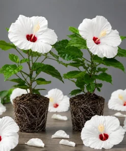 White Hibiscus Live Plant Set (2), Hardy Tropical Shrub, 4-8 Inch Tall - Image 1