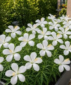 White Hibiscus Live Plant – Tropical Flowering Shrub – 4-8 Inch Tall - Image 3