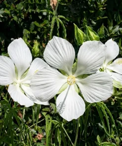 White Hibiscus Live Plant – Tropical Flowering Shrub – 4-8 Inch Tall - Image 4