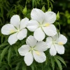 White Hibiscus Live Plant – Tropical Flowering Shrub – 4-8 Inch Tall - Image 1