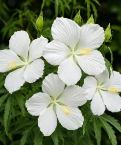 White Hibiscus Live Plant – Tropical Flowering Shrub – 4-8 Inch Tall - Image 1