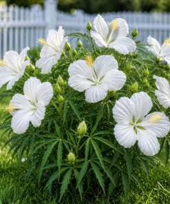White Hibiscus Live Plant – Tropical Flowering Shrub – 4-8 Inch Tall - Image 6