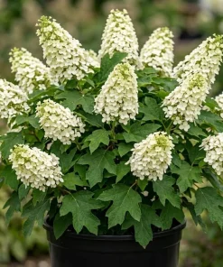 White Hydrangea Live Plant Oakleaf Hydrangea Snow Queen Shrub 6-12" Tall 4" Pot Outdoor - Image 2