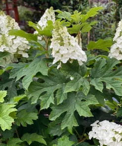 White Hydrangea Live Plant Oakleaf Hydrangea Snow Queen Shrub 6-12