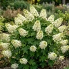 White Hydrangea Live Plant Oakleaf Hydrangea Snow Queen Shrub 6-12" Tall 4" Pot Outdoor - Image 1