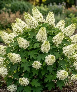 White Hydrangea Live Plant Oakleaf Hydrangea Snow Queen Shrub 6-12" Tall 4" Pot Outdoor - Image 1