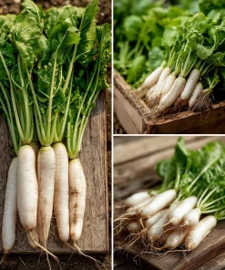 White Icicle Radish Seeds – 200 Heirloom Vegetable Seeds – Mild Flavor - Image 3