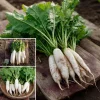 White Icicle Radish Seeds – 200 Heirloom Vegetable Seeds – Mild Flavor - Image 1