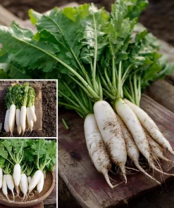 White Icicle Radish Seeds – 200 Heirloom Vegetable Seeds – Mild Flavor - Image 1