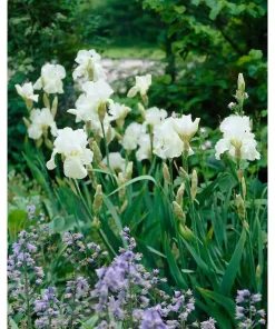 White Immortality German Bearded Iris Bulb - Reblooming Rhizome - Outdoor - Image 2
