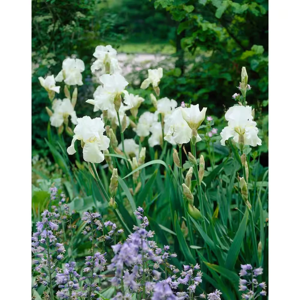 White Immortality German Bearded Iris Bulb - Reblooming Rhizome - Outdoor - Image 2