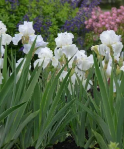 White Immortality German Bearded Iris Bulb - Reblooming Rhizome - Outdoor - Image 3