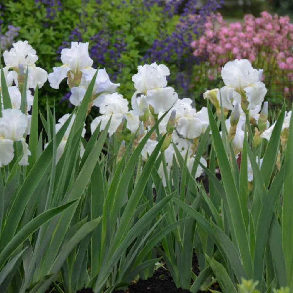 White Immortality German Bearded Iris Bulb - Reblooming Rhizome - Outdoor - Image 3