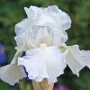White Immortality German Bearded Iris Bulb - Reblooming Rhizome - Outdoor - Image 1